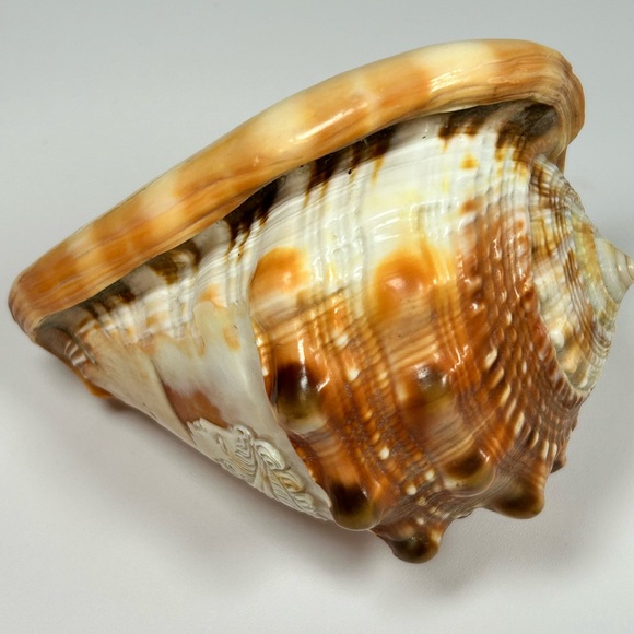 Vintage Hand Carved Cameo Victorian Left Facing Natural Large Conch Shell - Picture 6 of 10